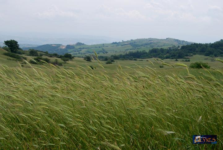 spighe al vento sul monte ciesco.JPG